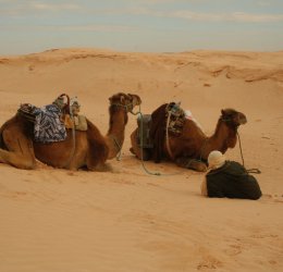 Туры на о. Джерба 2025 - цены на путевки в Тунис из Москвы от туроператора Coral Travel