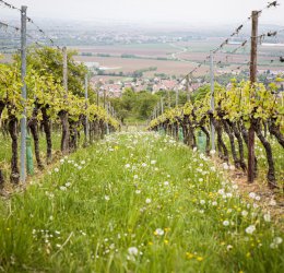 Туры на о. Вити-Леву. Область Нади 2025 - цены на путевки на Фиджи из Москвы от туроператора Coral Travel