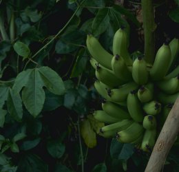 Туры на Таити 2025 - цены на путевки во Французскую полинезию из Москвы от туроператора Coral Travel