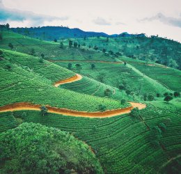 Туры в Калутару 2025 - цены на путевки в Шри-Ланку из Москвы от туроператора Coral Travel