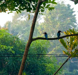 Туры в Канди 2025 - цены на путевки в Шри-Ланку из Москвы от туроператора Coral Travel