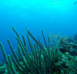 Туры в Гондурас 2025 из Москвы - цена на отдых от туроператора Coral Travel