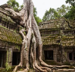 Туры в Камбоджу 2025 из Москвы - цена на отдых от туроператора Coral Travel