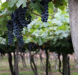 Туры в Мендосу 2025 - цены на путевки в Аргентину из Москвы от туроператора Coral Travel