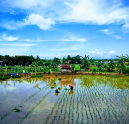 Туры на о. Сулавеси 2025 - цены на путевки в Индонезию из Москвы от туроператора Coral Travel