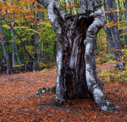 Туры в Алушту 2025 - цены на путевки в Россию из Москвы от туроператора Coral Travel