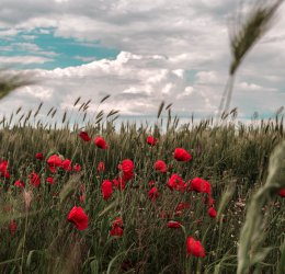 Туры в Керчь 2025 - цены на путевки в Россию из Москвы от туроператора Coral Travel