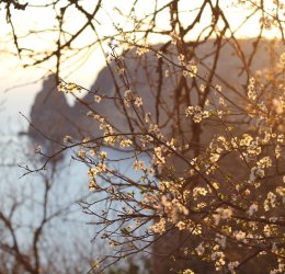 Туры в Курортное 2025 - цены на путевки в Россию из Москвы от туроператора Coral Travel