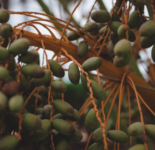 Туры в Седрию Бич 2025 - цены на путевки в Тунис из Москвы от туроператора Coral Travel