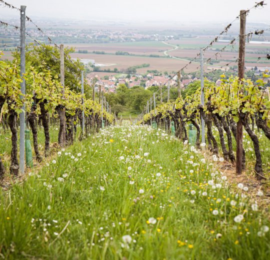 Туры на о. Вити-Леву. Область Нади 2025 - цены на путевки на Фиджи из Москвы от туроператора Coral Travel
