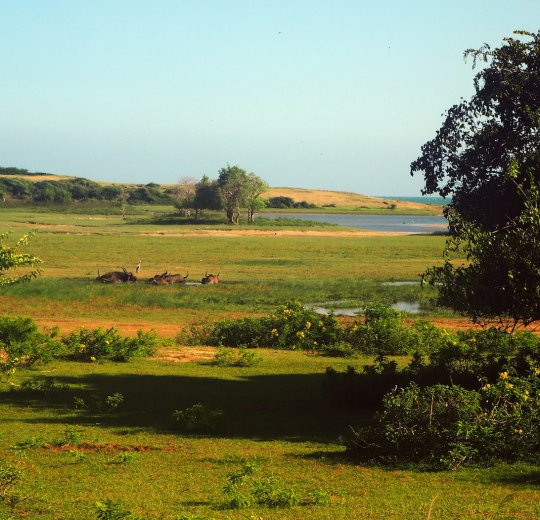 Туры в Кандаламу 2025 - цены на путевки в Шри-Ланку из Москвы от туроператора Coral Travel