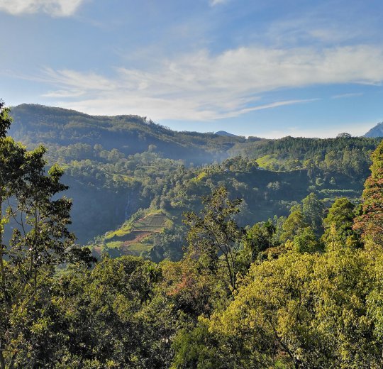 Туры в Канди 2025 - цены на путевки в Шри-Ланку из Москвы от туроператора Coral Travel