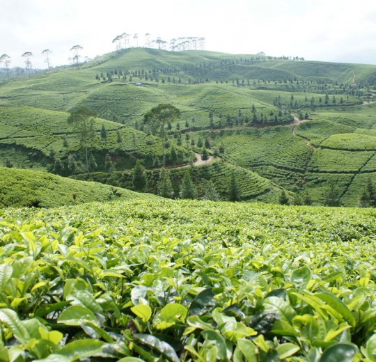 Туры  2025 из Москвы - цена на отдых от туроператора Coral Travel