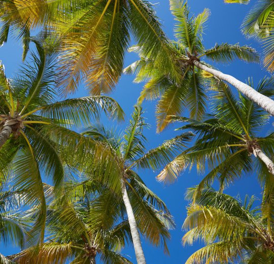 Туры в Гваделупу 2025 из Москвы - цена на отдых от туроператора Coral Travel