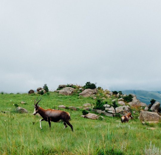 Туры в Свазиленд 2025 из Москвы - цена на отдых от туроператора Coral Travel