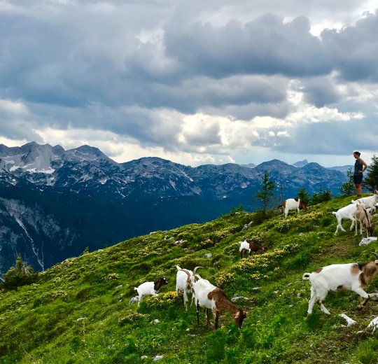 Туры в Словению 2025 из Москвы - цена на отдых от туроператора Coral Travel