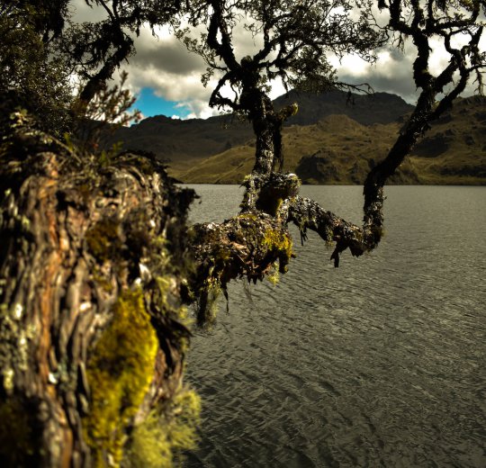 Туры в Эквадор 2025 из Москвы - цена на отдых от туроператора Coral Travel