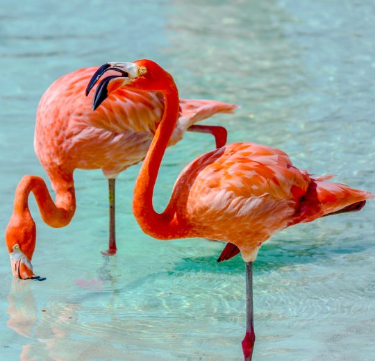 Туры на Арубу 2025 из Москвы - цена на отдых от туроператора Coral Travel