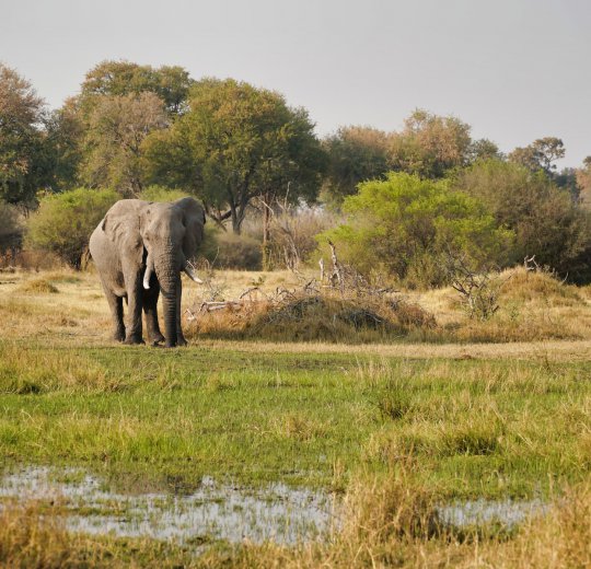 Туры в Ботсвану 2025 из Москвы - цена на отдых от туроператора Coral Travel