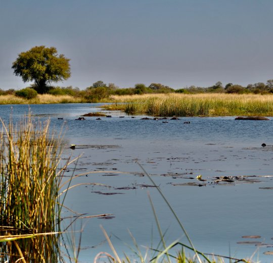Туры в Ботсвану 2025 из Москвы - цена на отдых от туроператора Coral Travel