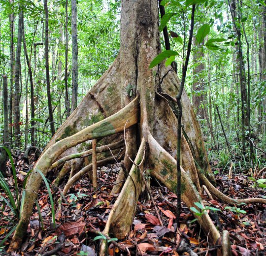 Туры в Бруней 2025 из Москвы - цена на отдых от туроператора Coral Travel