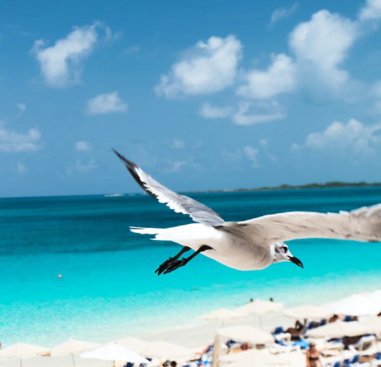 Туры на Нассау 2025 - цены на путевки на Багамы из Москвы от туроператора Coral Travel