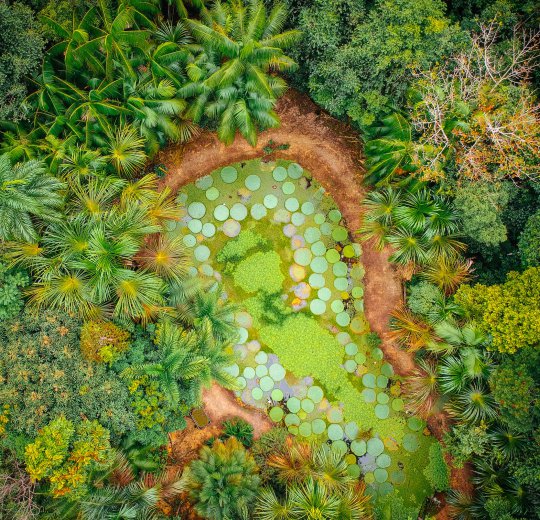 Туры в Манаус 2025 - цены на путевки в Бразилию из Москвы от туроператора Coral Travel