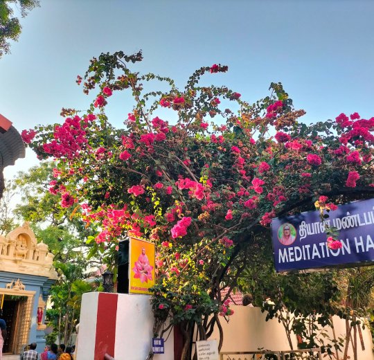 Туры в Ченнай 2025 - цены на путевки в Индию из Москвы от туроператора Coral Travel