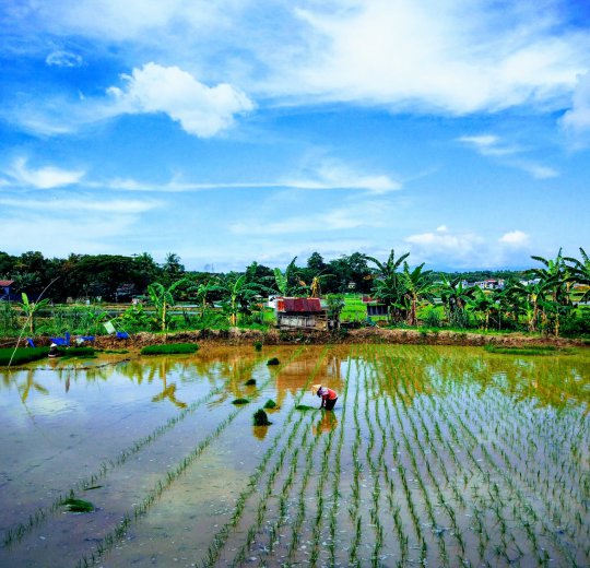 Туры на о. Сулавеси 2025 - цены на путевки в Индонезию из Москвы от туроператора Coral Travel