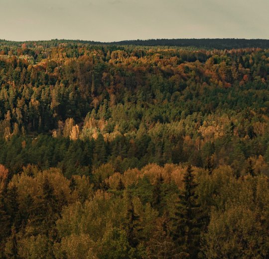 Туры в Сигулду 2025 - цены на путевки в Латвию из Москвы от туроператора Coral Travel