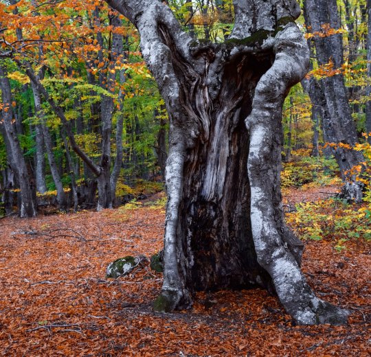 Туры в Алушту 2025 - цены на путевки в Россию из Москвы от туроператора Coral Travel