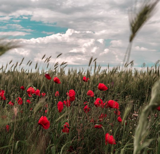 Туры в Керчь 2025 - цены на путевки в Россию из Москвы от туроператора Coral Travel