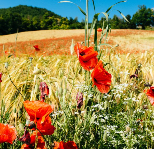 Туры в Терме Чатеж 2025 - цены на путевки в Словению из Москвы от туроператора Coral Travel